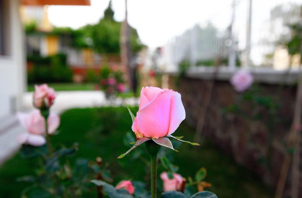 Villa Fokai Hotel Yenifoca Zewnętrze zdjęcie